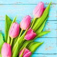ไอคอนของโปรแกรม: Flower Wallpaper Pink Tul…