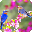 Ícone do programa: Bird HD Wallpaper