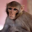 Ikon program: Monkey Sounds