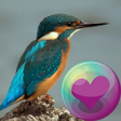 程序图标：Hummingbirds HD Wallpaper