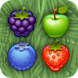 Ikon program: FruiTap - Fruit Breaking