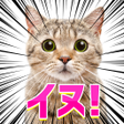 Icon of program: よく見ると変な画像