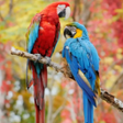 Иконка программы: Beauty Birds Live Wallpap…