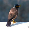 Ikona programu: Mynas Bird Sounds