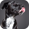 أيقونة البرنامج: Dog licks glass Live Wall…