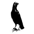 程序图标：Crows