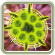 プログラムのアイコン：Virosis