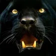 プログラムのアイコン：Panther Wallpapers