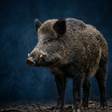 Иконка программы: Wild boar sound & calls