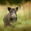 Wild boar sound & calls