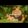 أيقونة البرنامج: Wildlife MeaVana