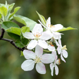 Ícone do programa: Springtime Live Wallpaper
