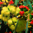 EUCLID Eucalypts of Australia icon