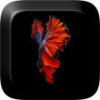 Icon of program: Fish 3D Live Wallpaper