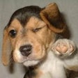 Icoon van programma: Funny Dog Pics