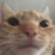 أيقونة البرنامج: Cat Image Extension