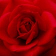 程序图标：Rose Wallpapers  Backgrou…