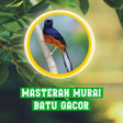 أيقونة البرنامج: Masteran Murai Batu Gacor
