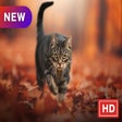 Icon of program: Cute animals New Tab & Wa…