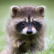 Ícone do programa: Talking Raccoon