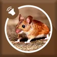 أيقونة البرنامج: Mouse and Rat Sound