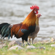 程序图标：Bird and animal calls