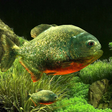 أيقونة البرنامج: 3D Fish Aquarium Wallpape…
