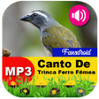 Ícone do programa: Canto De Trinca Ferro Fêm…