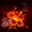 プログラムのアイコン：For Xperia Theme Rosefire