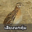 Icon of program: เสียงนกคุ้มอืด นกคุ้มต่อ …