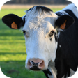 أيقونة البرنامج: Cow shop