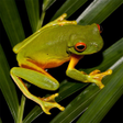 Icon of program: Frogs Jigsaw Puzzles