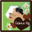 Guinea Pigs - all about