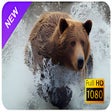 أيقونة البرنامج: Bear New Tab & Wallpapers…