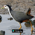 أيقونة البرنامج: suara pemikat burung ruak…