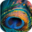 Programın simgesi: Mor Pankh Wallpaper