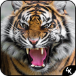 Icon of program: Tiger Wallpaper (4k)