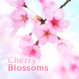 Icon of program: Lovely Theme-Cherry Bloss…