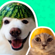 أيقونة البرنامج: Animal Stickers for Whats…