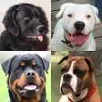 Dogs Quiz - Guess Popular Dog Breeds in the Photos