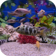 Aquarium Video Wallpaper icon