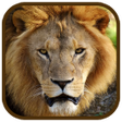 أيقونة البرنامج: Animal Images App