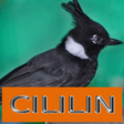 プログラムのアイコン：Master Kicau Cililin