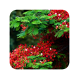 程序图标：Flower Tree Wallpaper