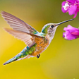 Ikon program: The Hummingbird