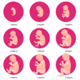 プログラムのアイコン：Pregnancy Week by Week