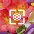 程序图标：Flower Wallpaper HD