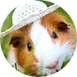 Icon of program: Guinea Pig Wallpaper