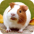Ikon program: Guinea Pig Wallpaper