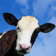 Ícone do programa: Crazy Cow Simulator FREE